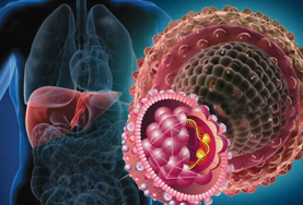 Как жить после перенесенного гепатита С